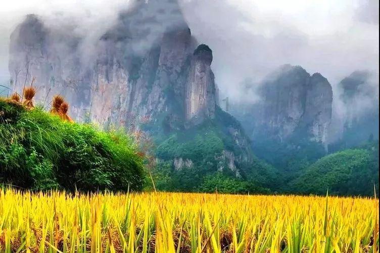 植物大战僵尸4